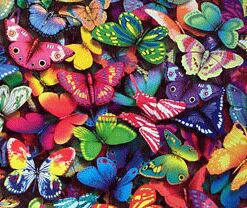 butterfliescrop.jpg