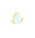 waterlily-02_gif.gif